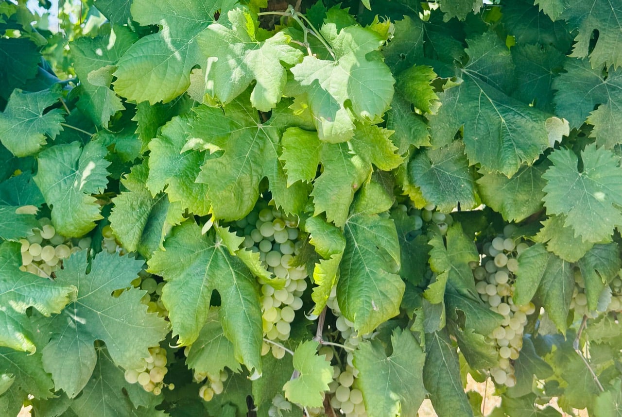 Clusters of pale Vermentino grapes beneath green leaves