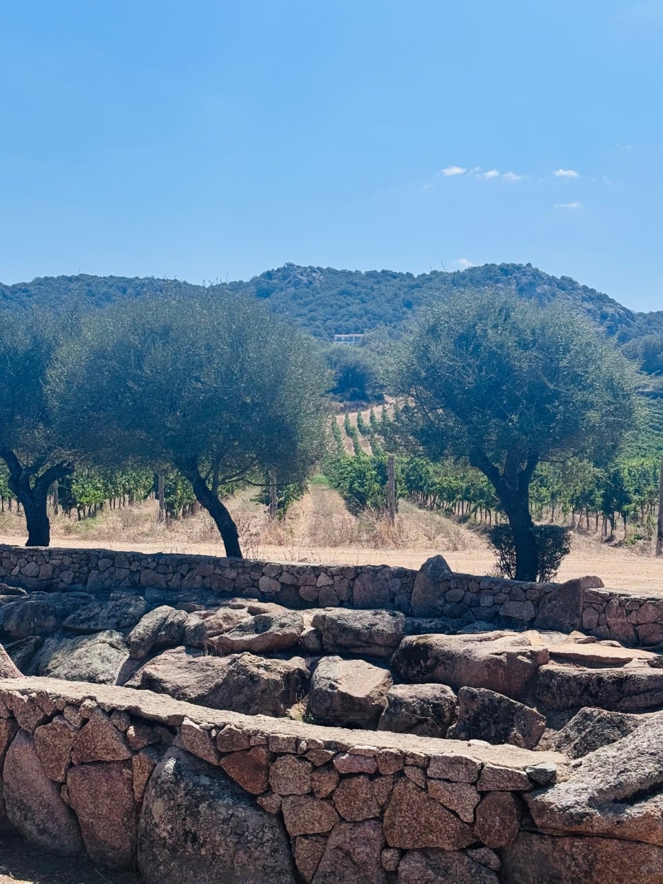 Vineyards and olive trees framed by old granite walls