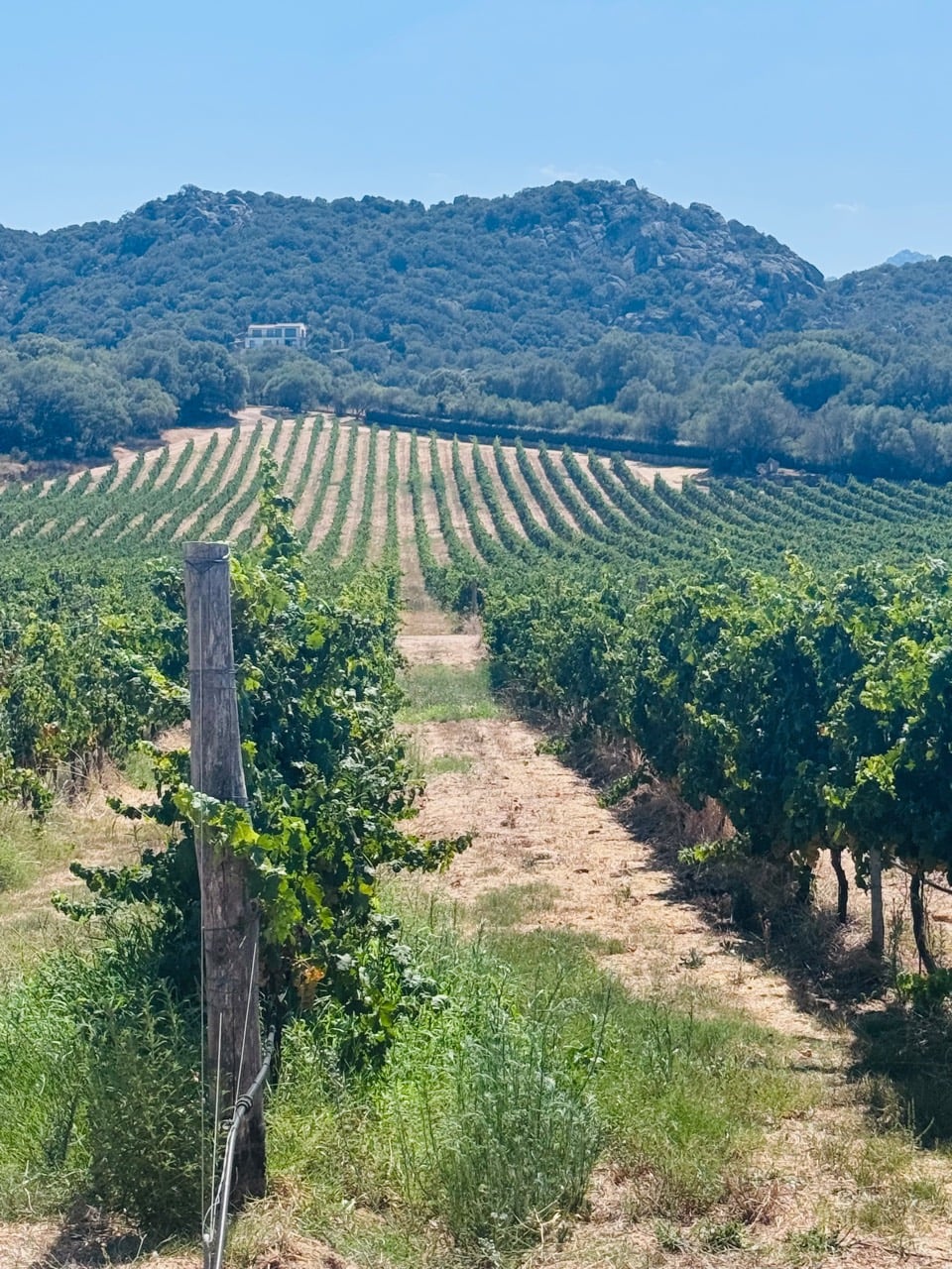 Long vineyard rows climbing toward granite hills in Gallura